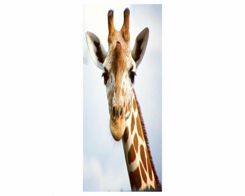 Giraffe Face Door Sticker