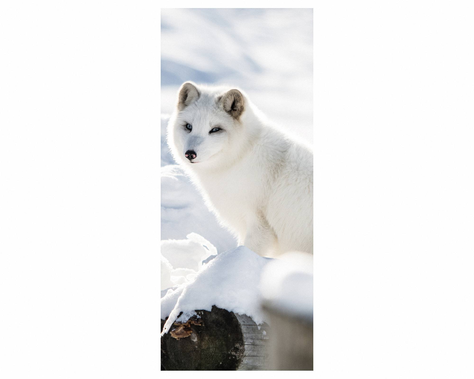 Arctic Fox Door Sticker