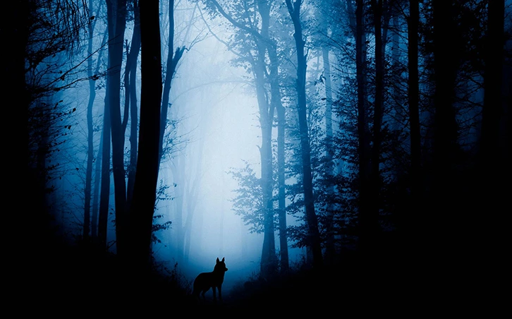 Forest Moonlight Wall Mural Wallpaper