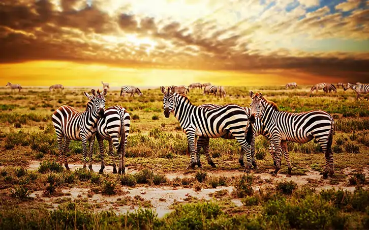 Savanna Zebra Wall Mural Wallpaper