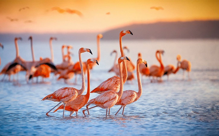 Flamingos Wall Mural Wallpaper