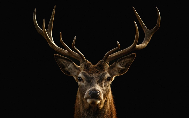 Deer Portrait Wall Mural Wallpaper