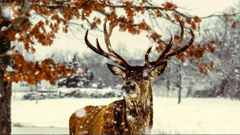 Winter Deer Wall Mural Wallpaper