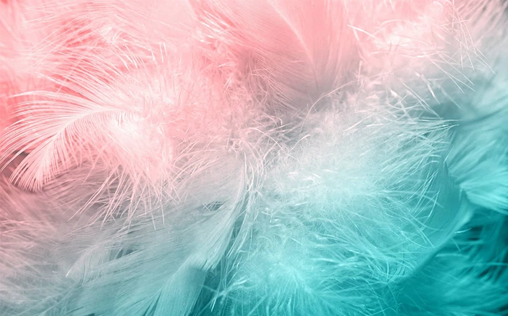 Colorful Feathers Wall Mural Wallpaper