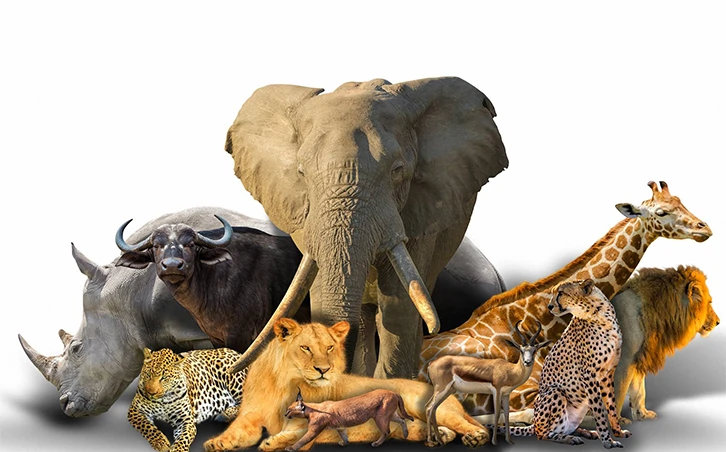 African Animals Wall Mural Wallpaper