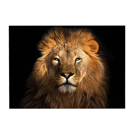 Lion Animal 3D Hole In The Wall Sticker