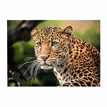 Cheetah Animal 3D Hole In The Wall Sticker