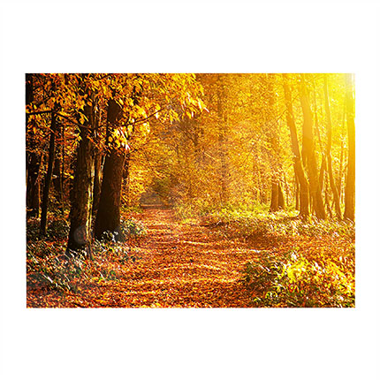 Forest 3D Hole In The Wall Sticker